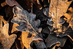 background of  autumn brown oak leaves covered with the first white frost photo