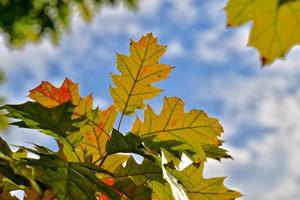 rojo otoño antecedentes de roble hojas en un azul cielo antecedentes foto