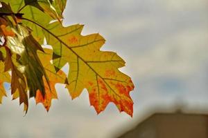 red autumn background of oak leaves on a blue sky background photo