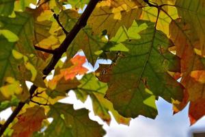 red autumn background of oak leaves on a blue sky background photo