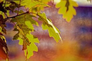 rojo otoño antecedentes de roble hojas en un azul cielo antecedentes foto