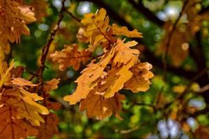 red autumn background of oak leaves on a blue sky background photo