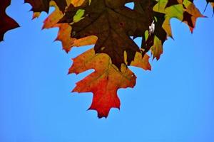 red autumn background of oak leaves on a blue sky background photo