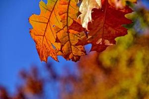 red autumn background of oak leaves on a blue sky background photo