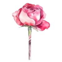 acuarela Rosa flor png