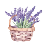 Watercolor lavender flowers in basket. png