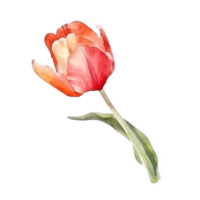 aguarela tulipa flor. png