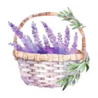 Watercolor lavender flowers in basket. png