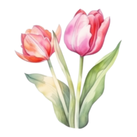 acuarela tulipán flor. png