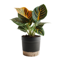 Home Plant in Pot cutout png