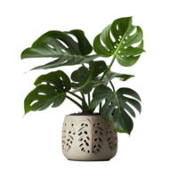 Home Plant in Pot cutout png