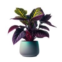 Home Plant in Pot cutout png