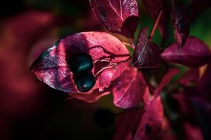 red leaves of a bush in the warm autumn sun photo