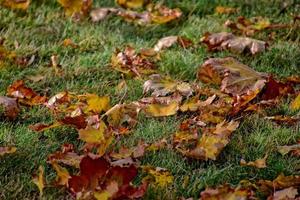 yellow, golden, brown autumn leaves lying on green grass on a warm sunny day photo