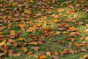 yellow, golden, brown autumn leaves lying on green grass on a warm sunny day photo