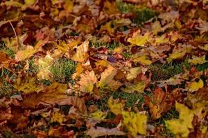 amarillo, dorado, marrón otoño hojas acostado en verde césped en un calentar soleado día foto