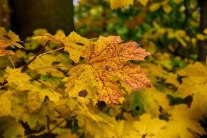 background with gold green fallen autumn maple leaves photo