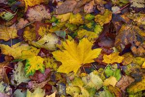 background with gold green fallen autumn maple leaves photo