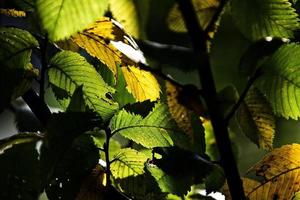 autumn background with green and golden leaves illuminated by the warm sun photo