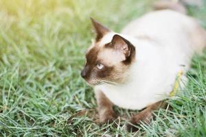 siamés gato disfrutar y relajarse en verde césped con natural luz de sol en jardín foto