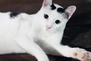 White cat enjoy and relax on wooden floor photo