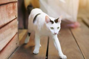 White cat enjoy and walking on wooden floor with natural sunlight photo