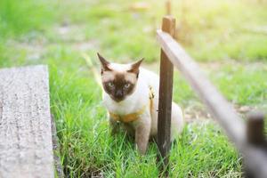 siamés gato disfrutar y relajarse en verde césped con natural luz de sol en jardín foto