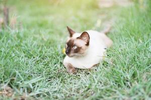 siamés gato disfrutar y relajarse en verde césped con natural luz de sol en jardín foto