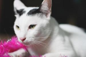 White cat enjoy and relax on wooden floor photo