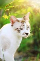 Grey striped cat enjoy and relax on green grass with natural sunlight in garden photo