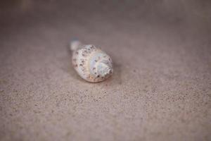 shell sand background photo