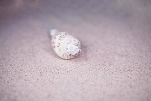 shell sand background photo