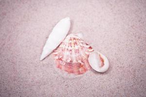 shell sand background photo