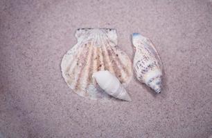 shell sand background photo