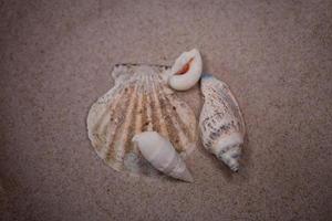 shell sand background photo