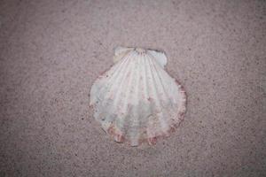 shell sand background photo