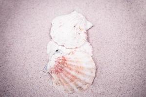 shell sand background photo