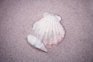 shell sand background photo