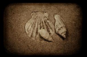 shell sand background photo