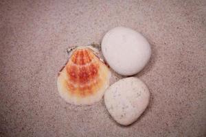 shell sand background photo