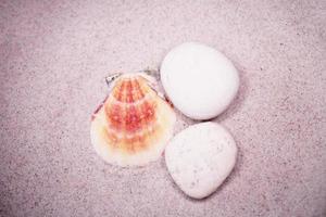 shell sand background photo