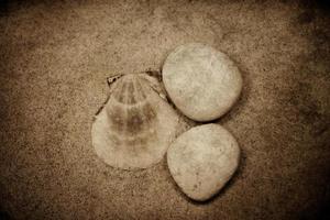 shell sand background photo