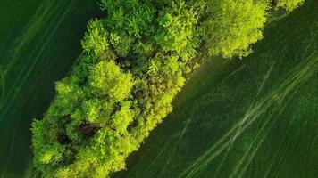 Top view of a green field and trees at sunset video