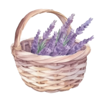 Watercolor lavender flowers in basket. png