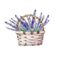 Watercolor lavender flowers in basket. png