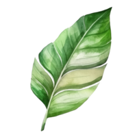 Tropical palm leaf watercolor. png