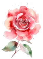 Watercolor Rose flower png