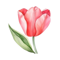 Watercolor tulip flower. png