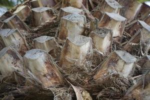 original background tree trunk of a coconut palm date close-up texture photo