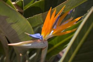 original real Strelitzia flor creciente en natural habitat en el ogora en de cerca foto